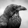 crow