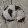 まめ