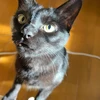 黒猫エレ