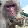 タワイ