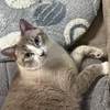 HuhCat
