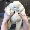 たまこ