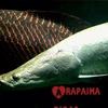 Arapaima22