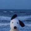 ふき