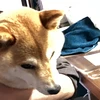 souyu