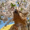 日向夏