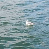 鳥さん