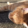 マチルダ