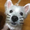 ショットガン哲平