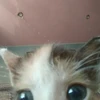 たなかみのる
