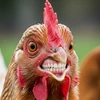 鳥肉