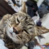 ちょこぷりん