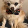 名犬クッキー