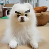 ててて