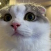りゅーりー