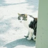 山田ぽんぽこ太郎