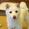 きぬこ