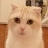 シェーさん