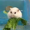 さかもと