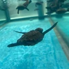 yokuswimming