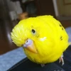 ruricurry