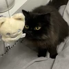 ちゃま