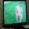 ほしおん