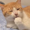 にゃんボドめし