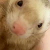 おんどりちゃん