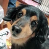 ウパシ
