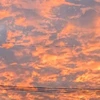 じゃがいも
