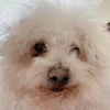 あまちゃん