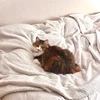 マ