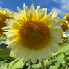 どんぐり太郎