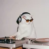 ねこが見る