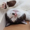 り