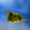 の