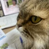 きっと猫