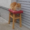 セブンスター