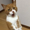 ASA