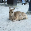 ばやし