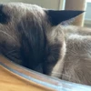 カブトムシは水素だから眠い