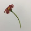 のの