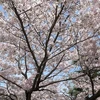 輪花
