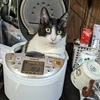 ちょぴん
