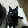 Ryo