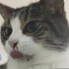 ごますけ