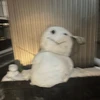 おんぬ