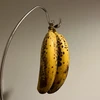 ガゼル