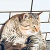 深夜のネコ